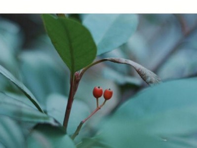 蔡司猎鹰镜头的卓越表现（探索蔡司猎鹰镜头的无限可能）