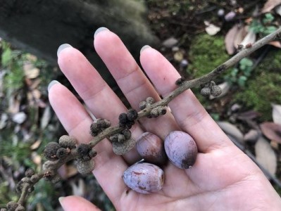 以锥子坚果为主题的文章（探索锥子坚果的特点与健康价值）